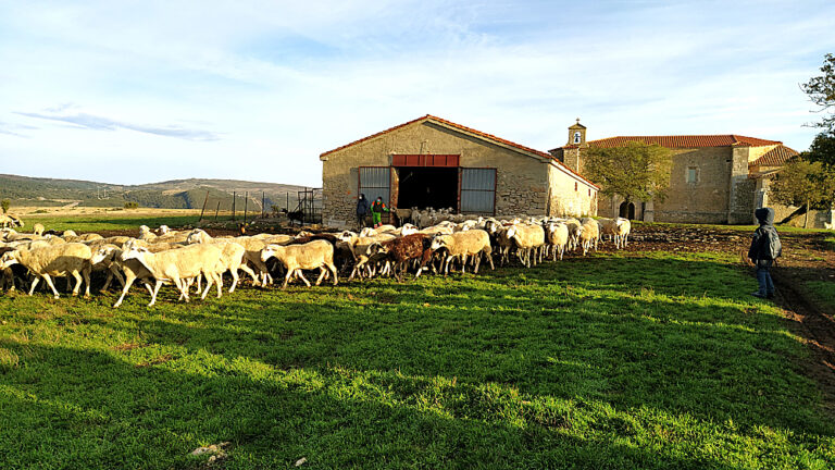 vivir con lobos asociacion abrego burgos 6_opt