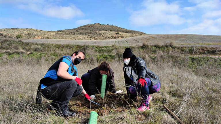 PLANTACION-ARCOS-6